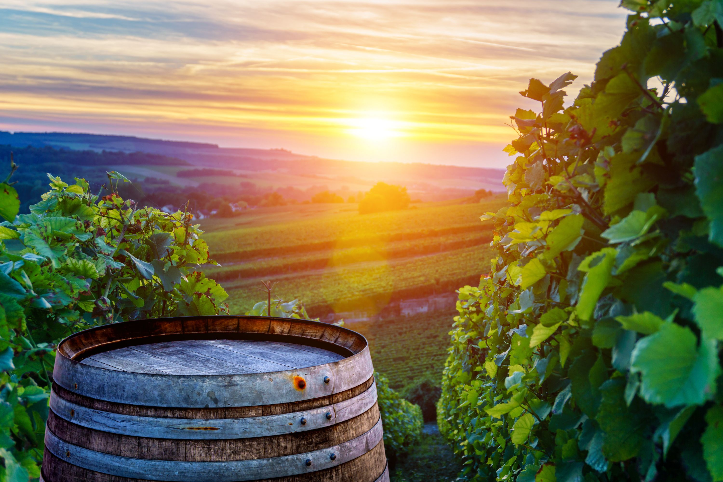 Etyeki Kúria Winery